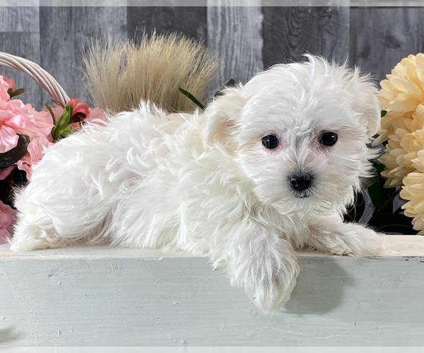 Medium Photo #4 Maltese Puppy For Sale in CANOGA, NY, USA