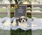 Max - Male Zuchon Puppy for Sale - Photo #4