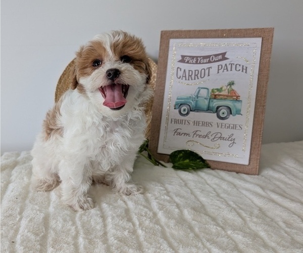 Medium Photo #20 Poovanese Puppy For Sale in GOSHEN, IN, USA