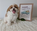 Small Photo #20 Poovanese Puppy For Sale in GOSHEN, IN, USA
