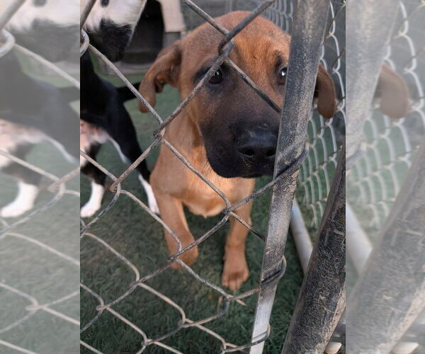 Medium Photo #6 Boxador Puppy For Sale in garner, NC, USA
