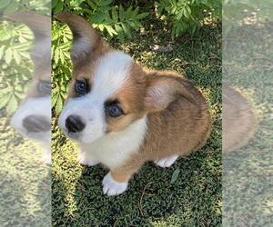 Aussie-Corgi Puppy for sale in BRIGGSDALE, CO, USA