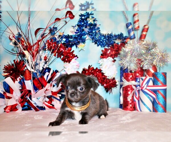 Medium Photo #6 Chihuahua Puppy For Sale in CHARLESTON, AR, USA