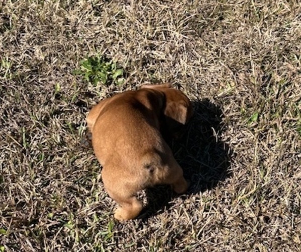 Medium Photo #4 French Bulldog Puppy For Sale in MAYO, FL, USA