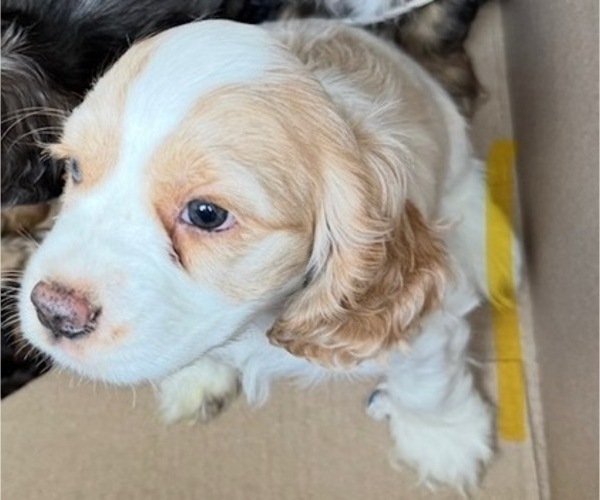Medium Photo #10 Cocker Spaniel Puppy For Sale in WEST PALM BEACH, FL, USA