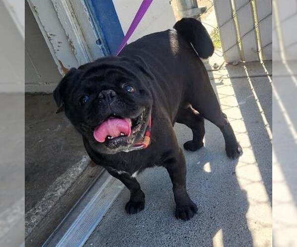 Medium Photo #1 Pug Puppy For Sale in San Martin, CA, USA