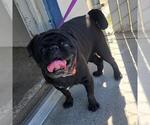 NATHAN - Male Pug Dog for Adoption - Small photo