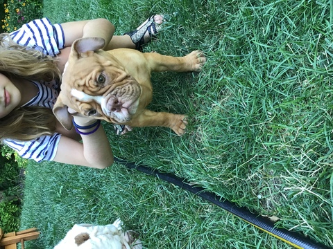 Medium Photo #1 Olde English Bulldogge Puppy For Sale in LEES SUMMIT, MO, USA