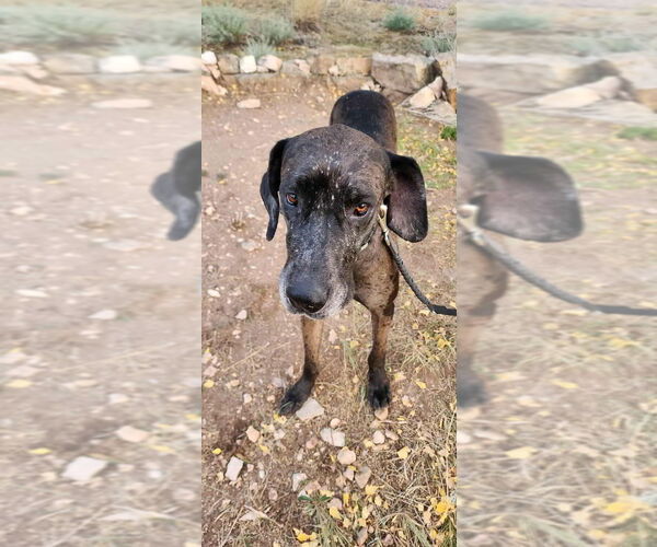 Medium Photo #6 Great Dane-Unknown Mix Puppy For Sale in Bullard, TX, USA