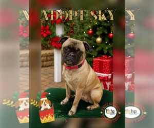 Beagle Dogs for adoption in Menifee, CA, USA