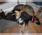 Puppy Pink German Shepherd Dog