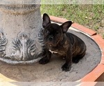 Small Photo #1 French Bulldog Puppy For Sale in LA MESA, CA, USA