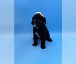 Small Photo #2 Sheepadoodle Puppy For Sale in DENISON, TX, USA