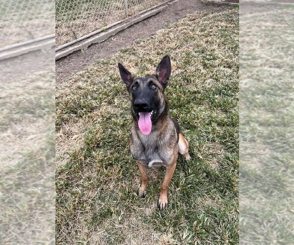 Medium Photo #3 Mutt Puppy For Sale in Imlay City, MI, USA