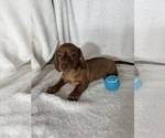 Dexter - Male Dachshund Puppy for Sale - Photo #4