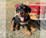 Small Photo #11 Rottweiler Puppy For Sale in MARION, SC, USA
