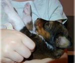 Small Photo #4 Collie-Poodle (Miniature) Mix Puppy For Sale in PERU, IN, USA