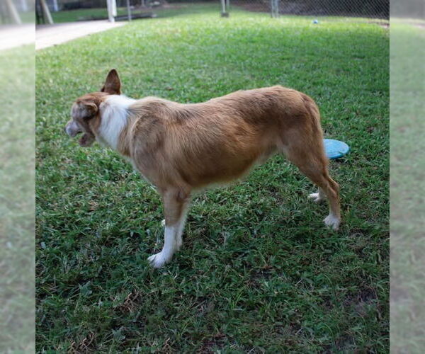 Medium Photo #3 Border Collie-Unknown Mix Puppy For Sale in Canton, CT, USA