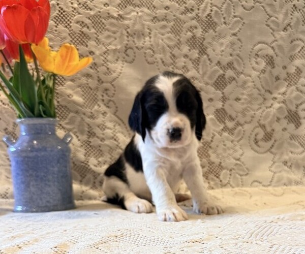 Medium Photo #2 English Springer Spaniel Puppy For Sale in OWEN, WI, USA