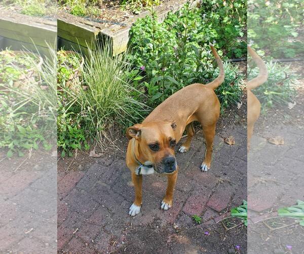 Medium Photo #7 Boxer Puppy For Sale in Burnsville, MN, USA