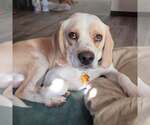 Small #4 Beagle
