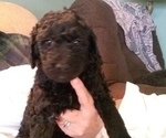 Small Photo #5 Labradoodle Puppy For Sale in VIENNA, IL, USA