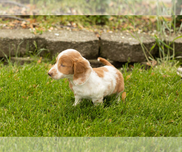 Medium Photo #8 Dachshund Puppy For Sale in BREMEN, IN, USA