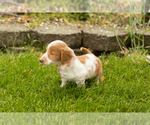 Small #7 Dachshund