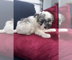 Maltipoo Puppy for sale in WAXHAW, NC, USA