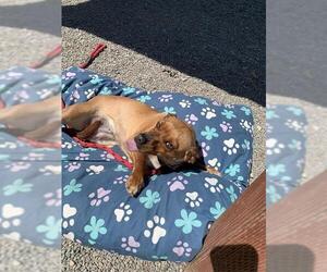Mutt Dogs for adoption in Santa Cruz, CA, USA