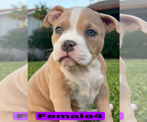 American Bully Puppy for sale in BAKERSFIELD, CA, USA