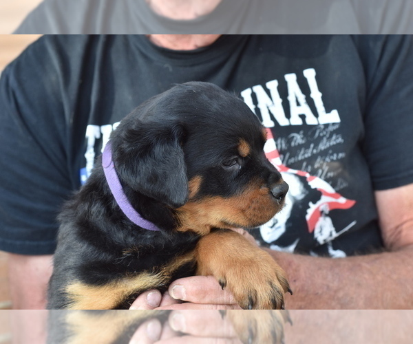 Medium Photo #3 Rottweiler Puppy For Sale in SHOW LOW, AZ, USA
