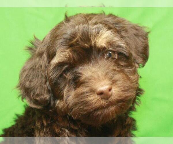 Medium Photo #4 Havanese-Poodle (Toy) Mix Puppy For Sale in SHAWNEE, OK, USA