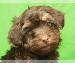 Small Photo #4 Havanese-Poodle (Toy) Mix Puppy For Sale in SHAWNEE, OK, USA