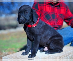 Labrador Retriever Puppy for sale in PONCA CITY, OK, USA
