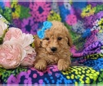 Small Photo #6 Goldendoodle (Miniature) Puppy For Sale in RISING SUN, MD, USA