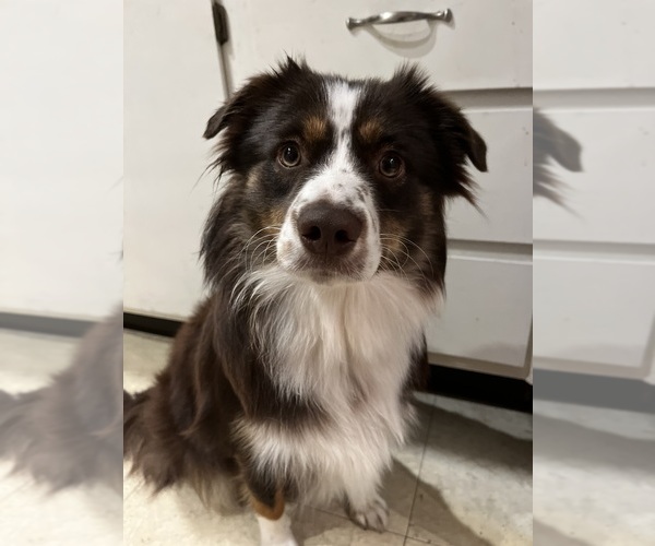 Medium Photo #1 Miniature American Shepherd Puppy For Sale in BERLIN, MA, USA