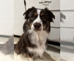 Small Photo #1 Miniature American Shepherd Puppy For Sale in BERLIN, MA, USA