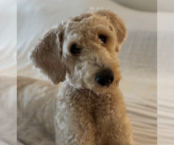 Medium Photo #9 Poodle (Standard)-Wheaten Terrier Mix Puppy For Sale in Brooklyn, NY, USA