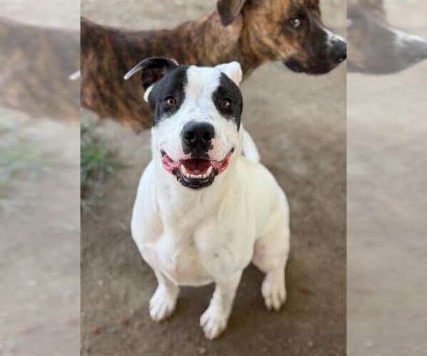 Medium Photo #2 American Pit Bull Terrier Puppy For Sale in Riverside, CA, USA