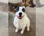 Small #1 American Pit Bull Terrier