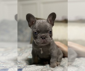 French Bulldog Puppy for Sale in GREENVILLE, South Carolina USA