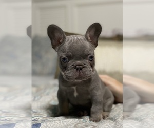 Medium French Bulldog