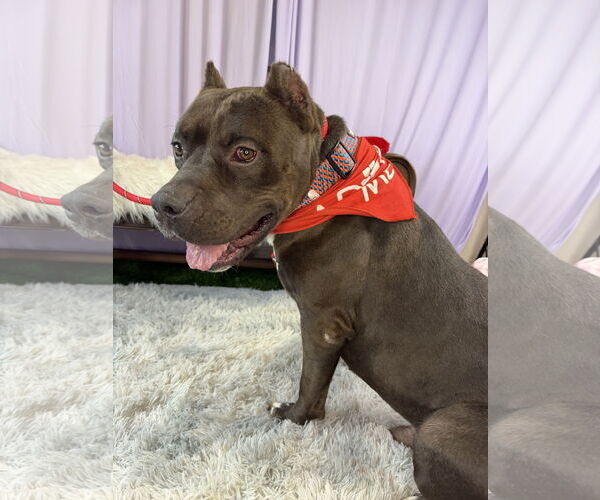 Medium Photo #3 Staffordshire Bull Terrier Puppy For Sale in Goodyear, AZ, USA