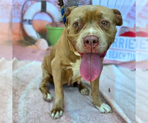 Medium Photo #1 American Pit Bull Terrier Puppy For Sale in Long Beach, CA, USA