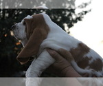 Puppy Ray Basset Hound