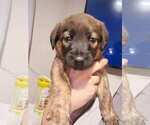 Puppy 5 Flat Coated Retriever-Golden Shepherd Mix