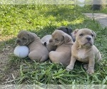 Small Photo #9 American Bully Puppy For Sale in SANTA CRUZ, CA, USA