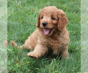 Goldendoodle-Poodle (Miniature) Mix Puppy for sale in SOMERSET, OH, USA