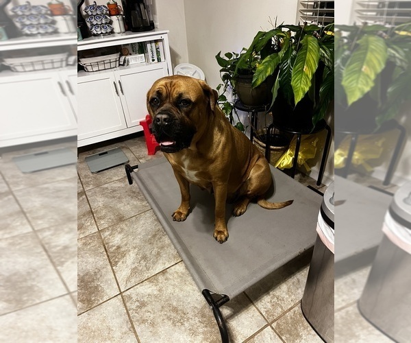 Medium Photo #1 Dogue de Bordeaux-Muscle Mastiff Mix Puppy For Sale in COOKEVILLE, TN, USA
